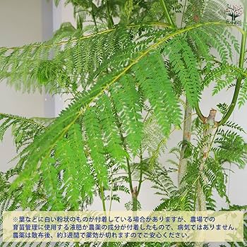 Amazon.co.jp: ITANSE ジャカランダ 10号 1個売り 品種で