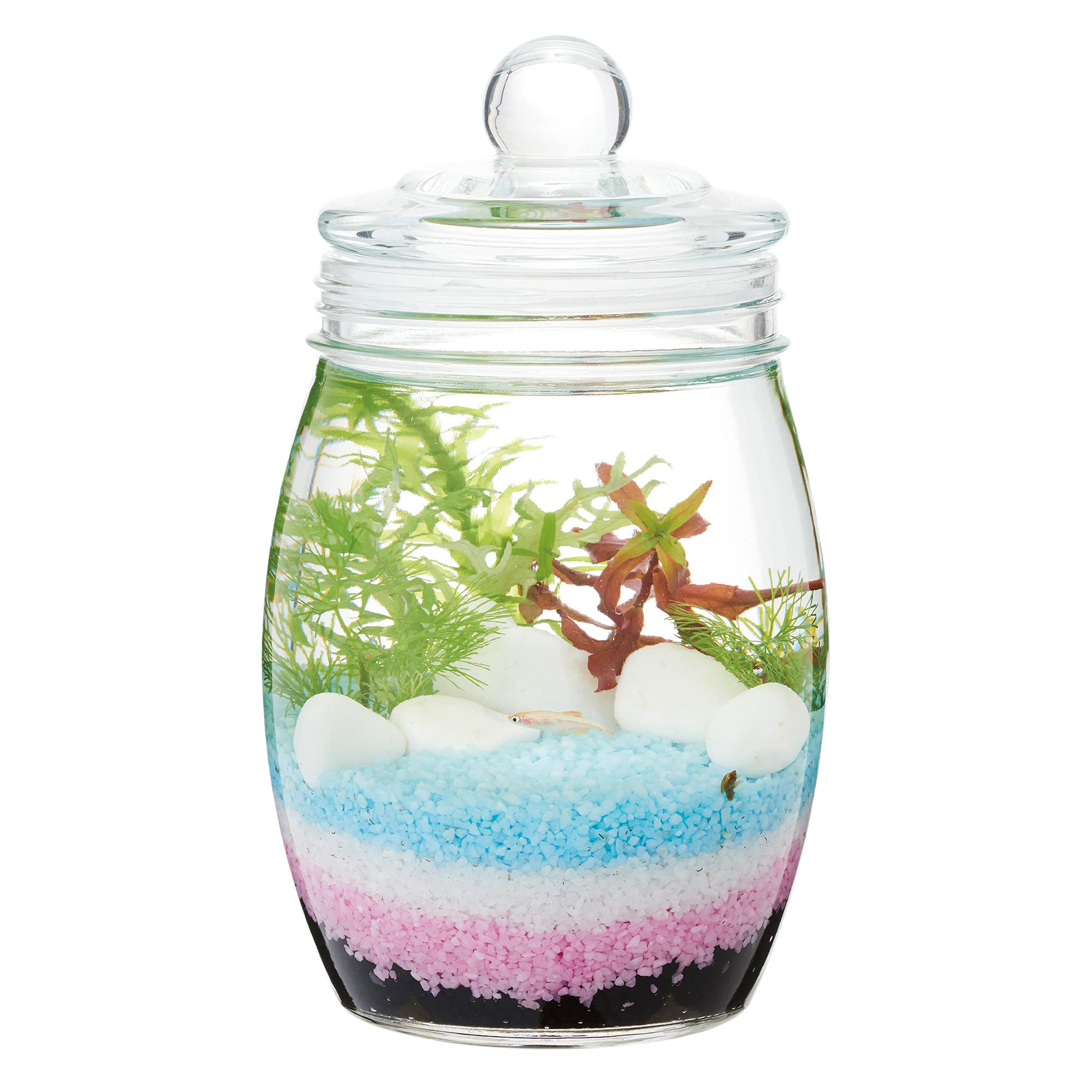 Amazon.co.jp: ジェックス ボトリウムセット ハニーオーシャン 魚