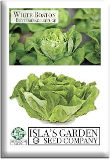 White Boston Butterhead Lettuce Seeds (Lactuca Sativa) – 1000+ Heirloom Non-GMO Seeds by Isla’s Garden Seeds, Tender Bibb-Type Heads, Cool-Season Garden Favorite, Ideal for Containers or Raised Beds