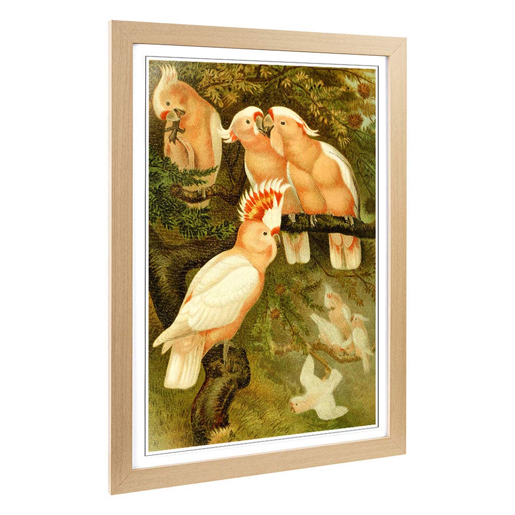Big Box Art Framed Print of Vintage Brehms Tierlben Major Mitchell's Cockatoo Design | Wall Art Picture| Home Decor for Kitchen, Living Room, Bedroom, Hallway, Oak, A2 / 24.5x18 Inch / 62x45cm