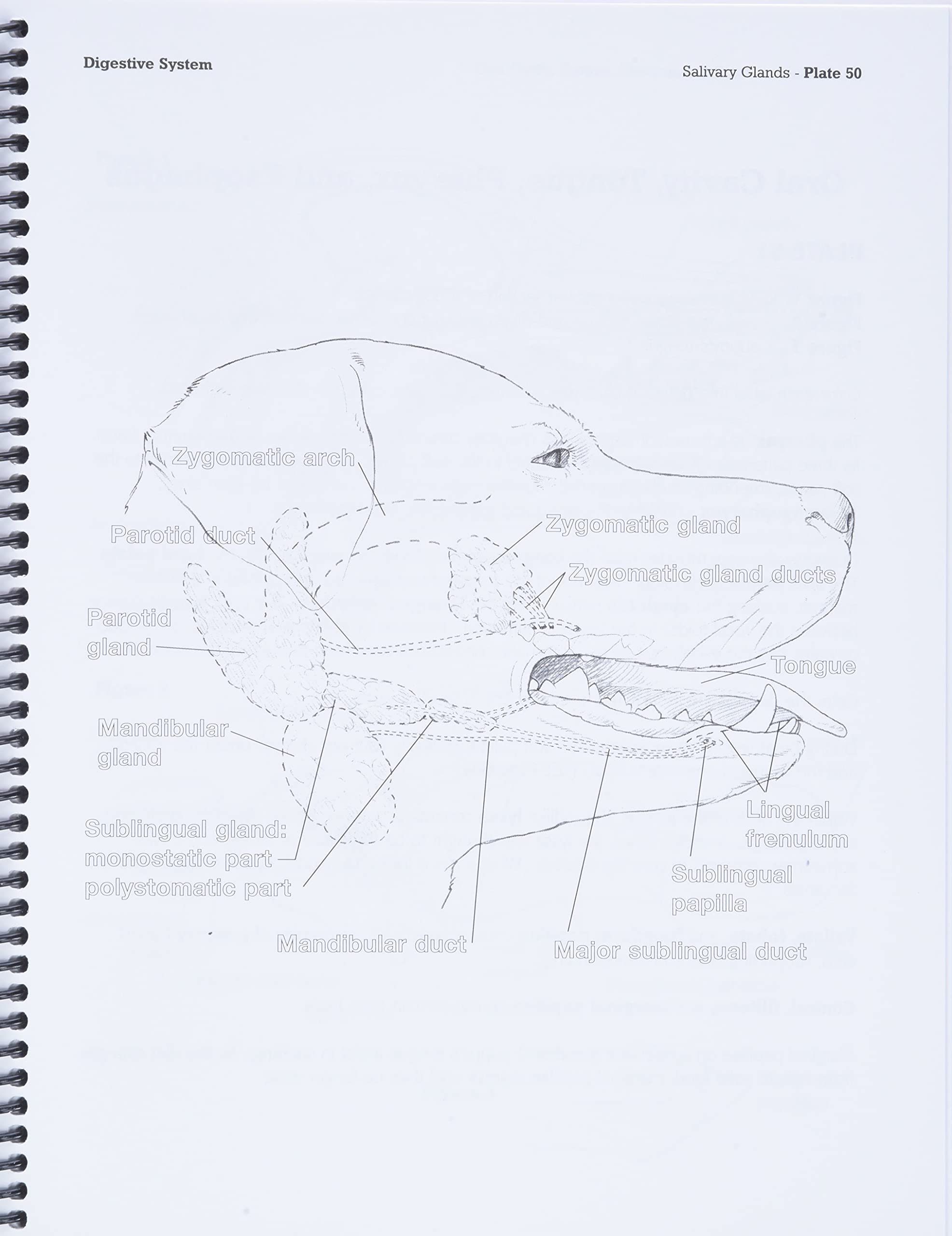 Dog Anatomy: A Coloring Atlas - Image 3