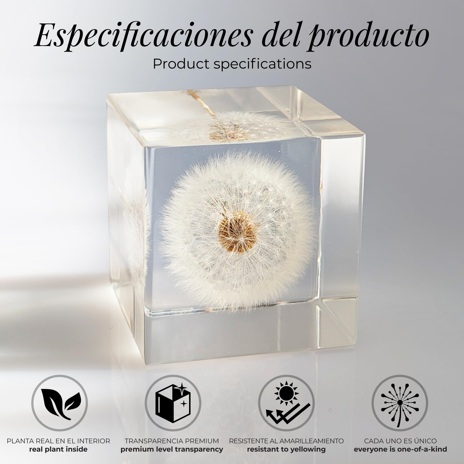 Amoroses WISH – Diente de león auténtico, conservado en cubo de resina transparente – Flor de ducha en paquete elegante – Idea regalo original, objeto decorativo – Expresa un deseo