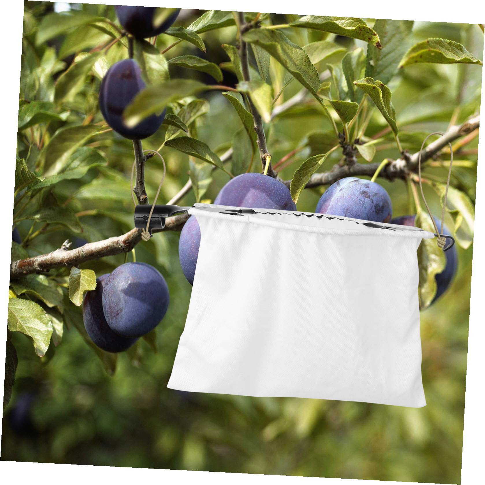 1pezzi Raccoglifrutta da Giardino Cesto Raccoglifrutta Attrezzo per Raccolta Frutta Portatile per Frutteto Raccoglitrice di Frutta