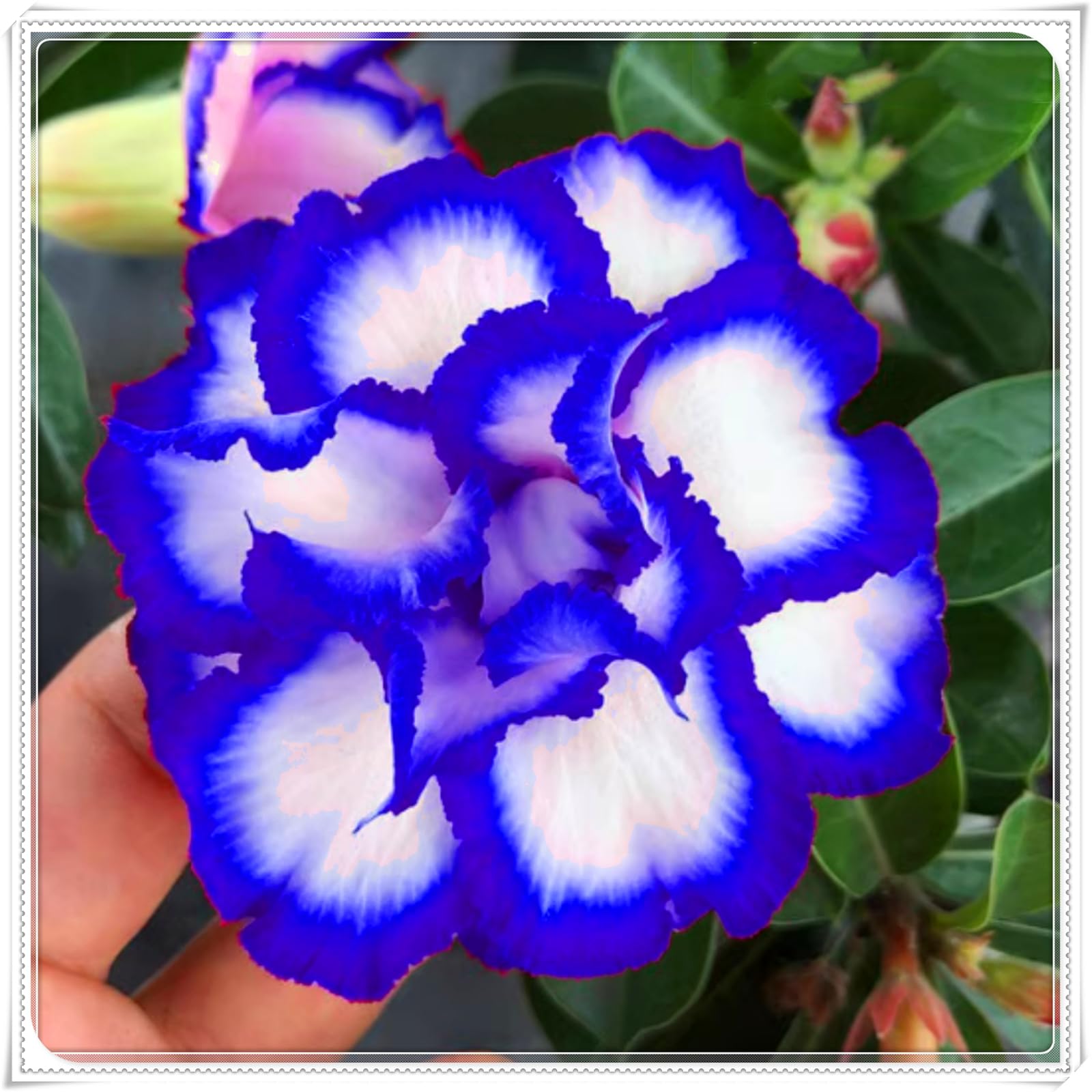 Hermosa rosa del desierto, bulbo resistente, perenne, romántica, regalo, decoración de interiores, jardín.-5 bulbo-F