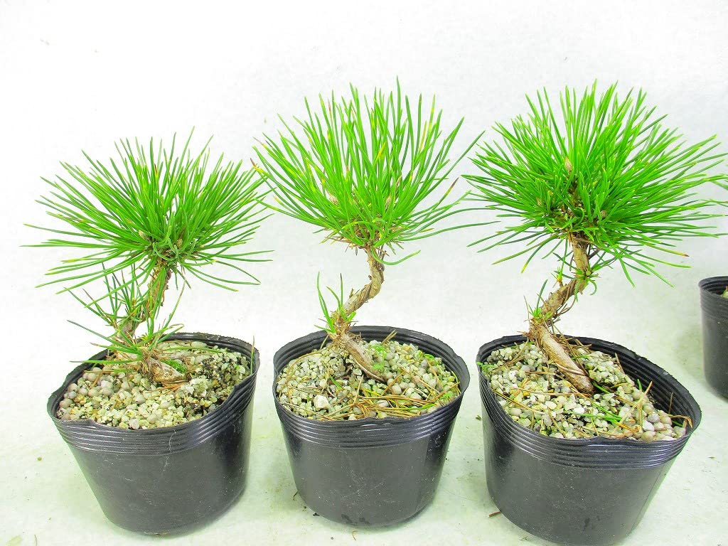 黒松 小品盆栽 素材 将来有望 針金かけ、植え替え済