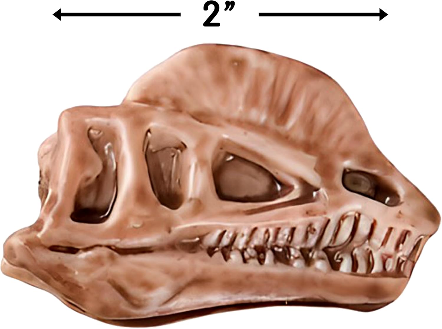 Rhode Island Novelty 2" Dinosaur Fossil Pencil Top