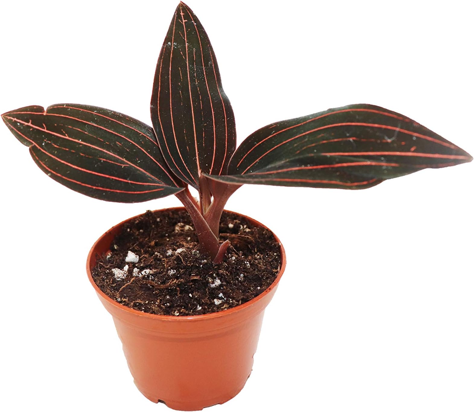 Black Jewel Orchid - 2" from California Tropicals