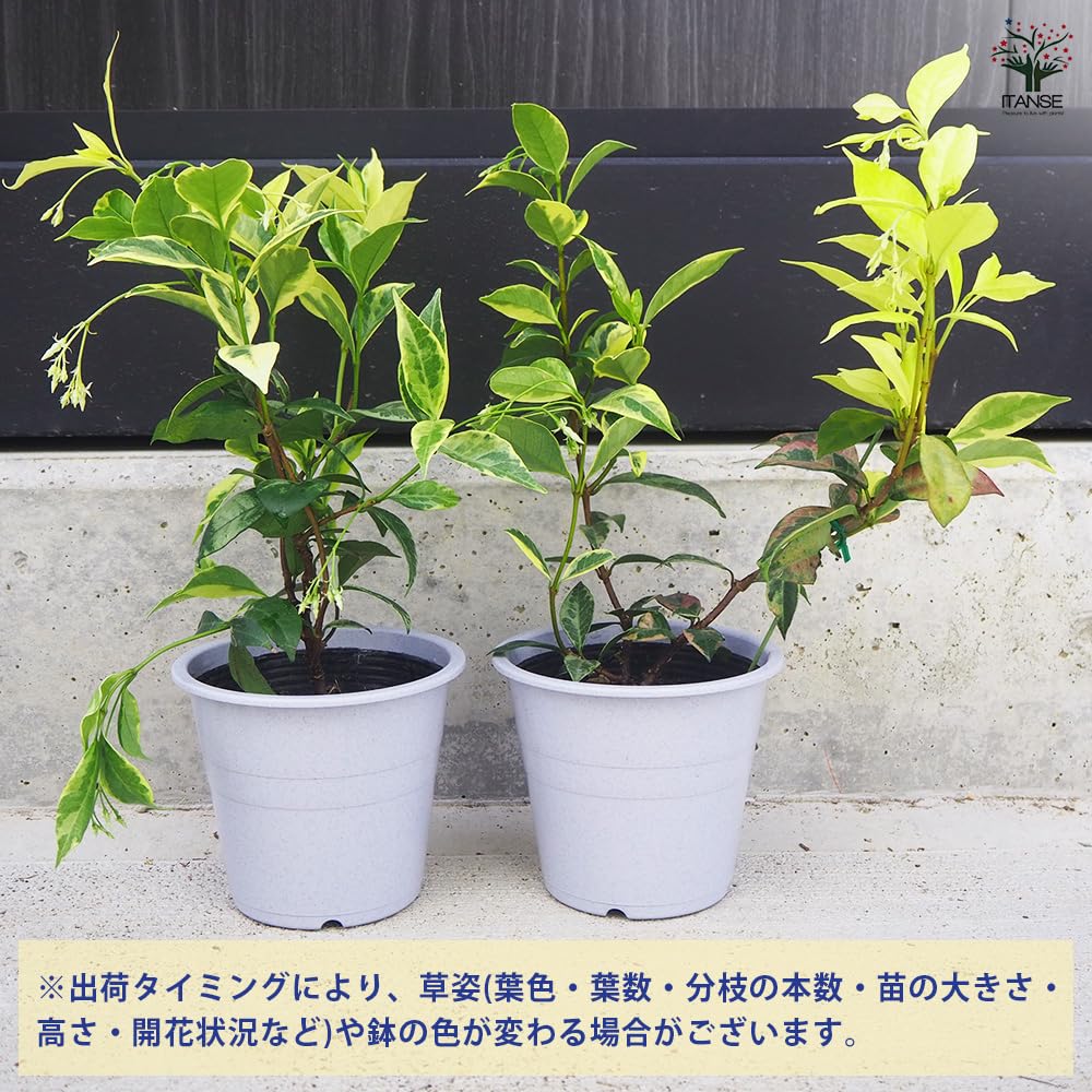 ジャスミンです Amazon.co.jp: ITANSE スタージャスミン 4.5号 1個売り 品種で