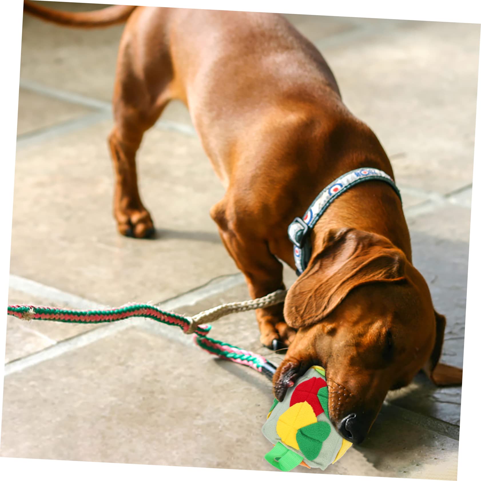 Angoily 3stücke Hundeschnüffelball Interaktives Futterspielzeug Für Hunde Fördert Die Sinne Bunte Farben Stressabbau Für Kleine Bis Große Hunde Für Spiel Und Spaß Beim Füttern