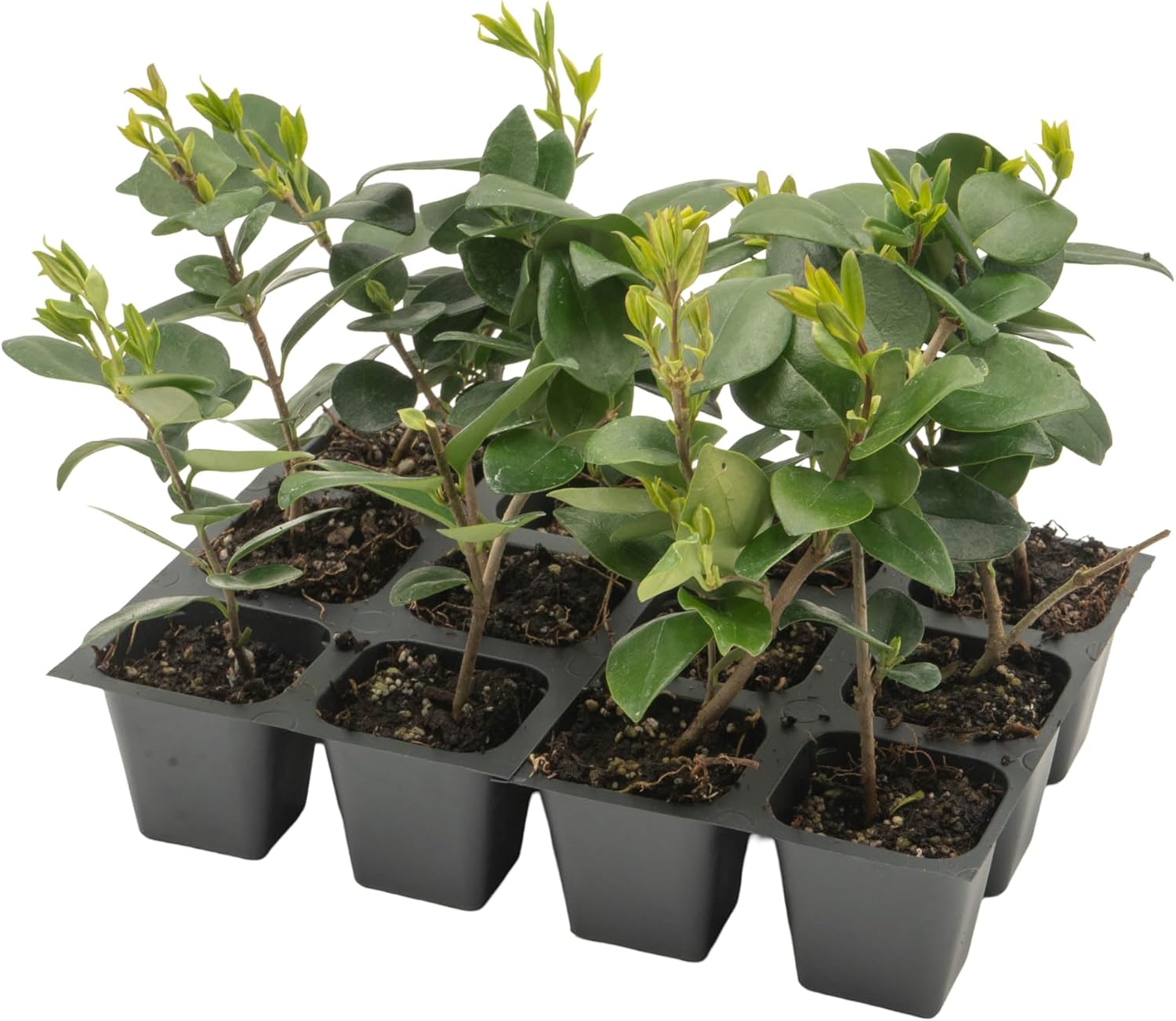 12 Waxleaf Privet, Live Plants (Ligustrum Japonicum 'Texanum') – Vibrant Greenery & Sweet Blossoms, Thriving in 2.5" Nursery Cubes