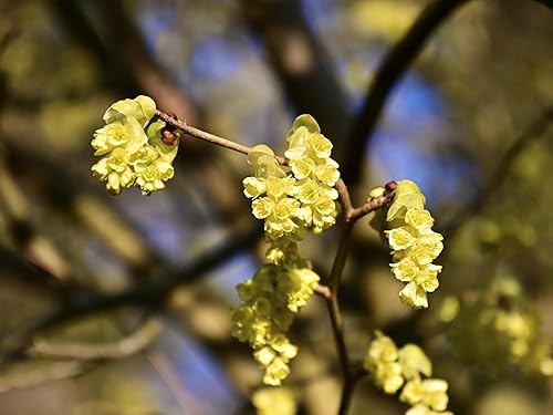 Miniatura 7 de Greenwood Nursery Plantas arbustivas vivas - Arbusto ardiente enano + Euonymus Alatus - Cantidad 5 macetas de 3.5 pulgadas - (Haga clic para ver