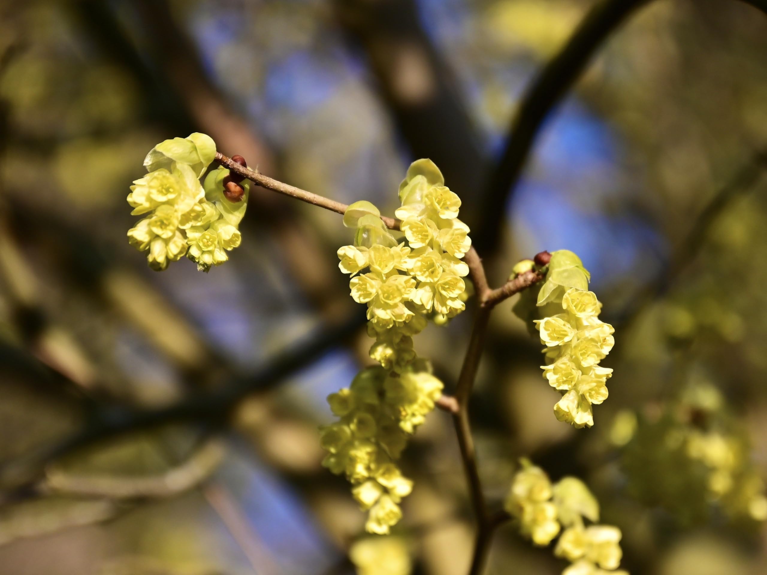 Greenwood Nursery Spicebush Shrub