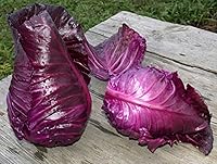 Vista 2 de Seeds Cabbage Red Kalibos Vegetable Heirloom for Planting Non GMO