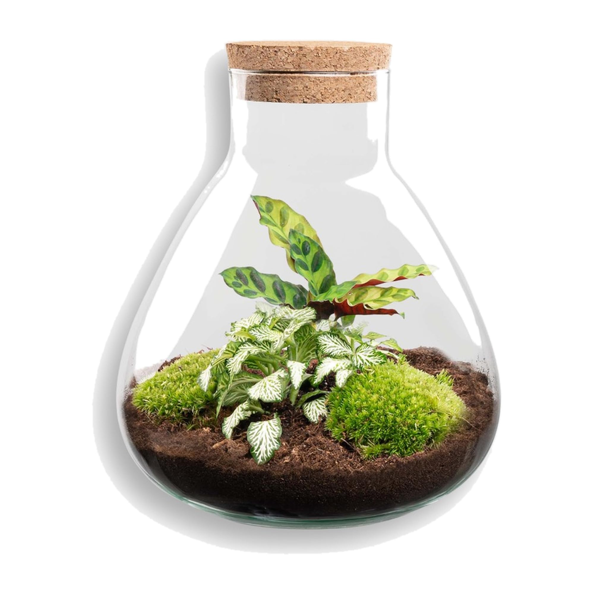 Terrario DIY de Cristal y Corcho, Decoración de Hogar, Verde, 27 cm