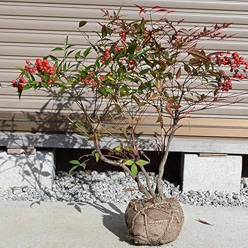 お引き取り専用　ナンテン　南天　冬を彩る縁起木　厄除け お引き取り専用 ナンテン 南天 冬を彩る縁起木 厄除け 観葉植物