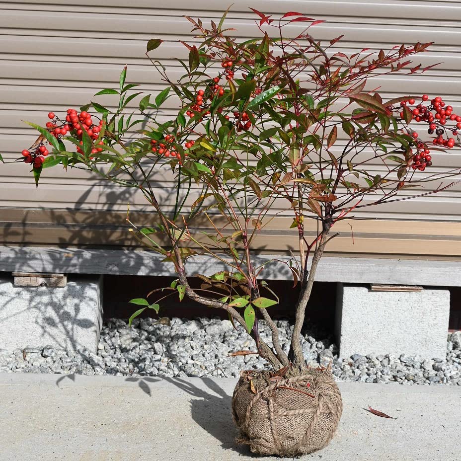 Amazon.co.jp: 南天苗 赤実なんてん苗木 高さ40センチ寝巻苗なんてん