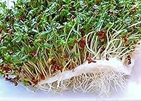 Vista 1 de Semilla de brote de alfalfa, brotes, reliquia, 100 semillas, micro verdes