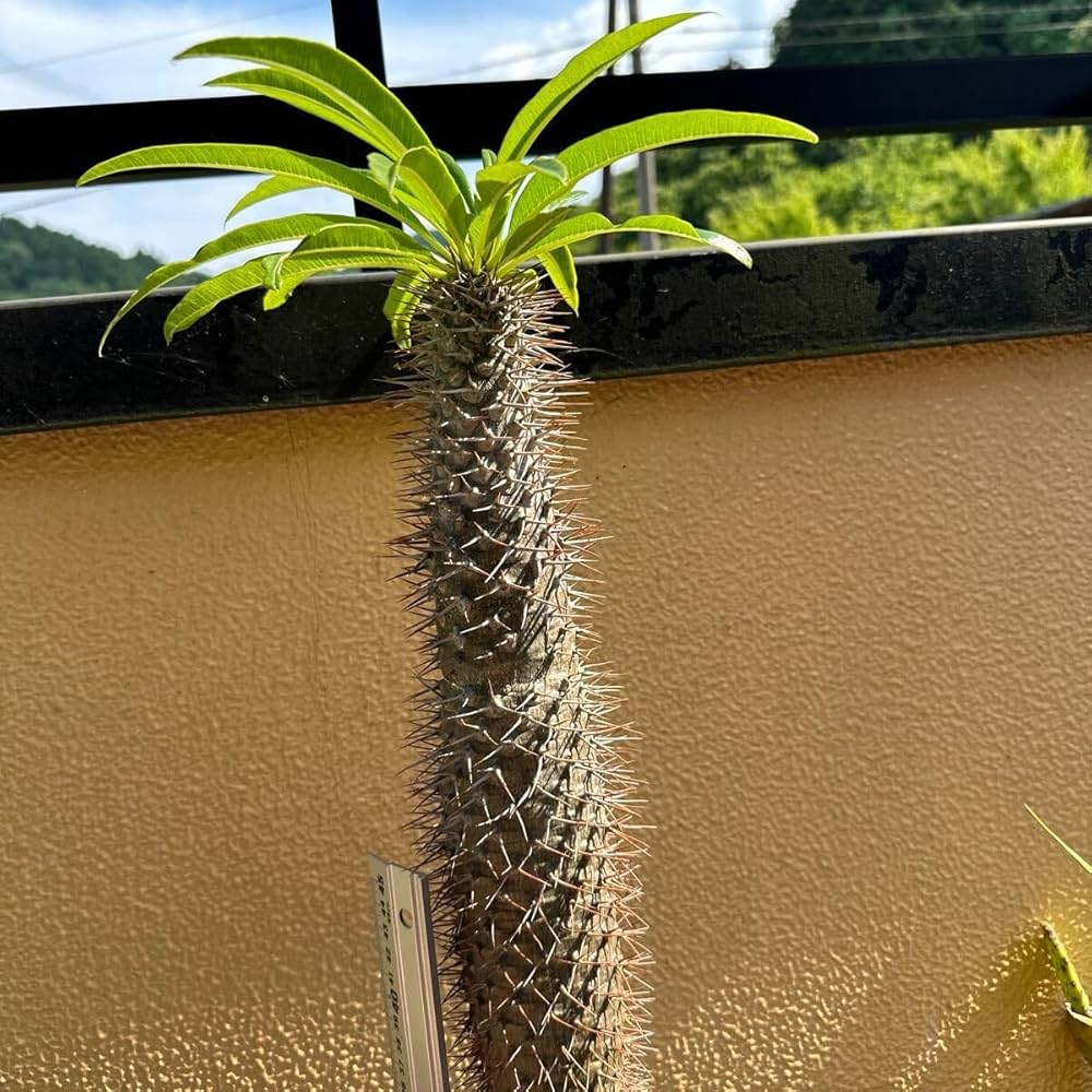 ❣️パキポディウム ラメリー 超大株❗️子株付き❣️抜き苗 ❣️多肉植物 パキポディウム ラメリー 子株付き❣️ - メルカリ