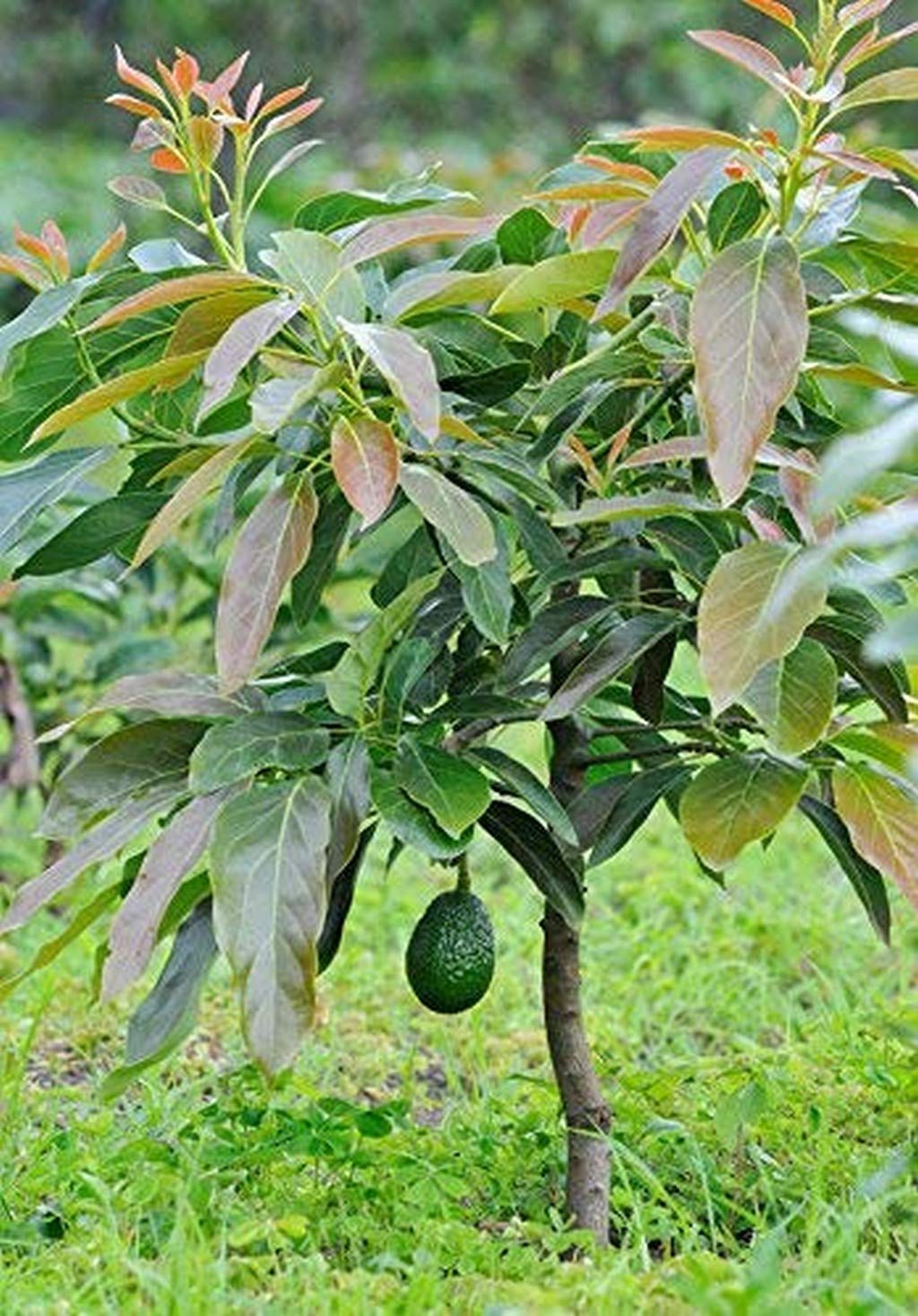 Creative Farmer Live Plant Butter Fruit (Avacado) Alligator Pear Bumpy-Skinned Garden Plant(1 Healthy Live Plant) (B08P5S82F8) Amazon Price History, Amazon Price Tracker