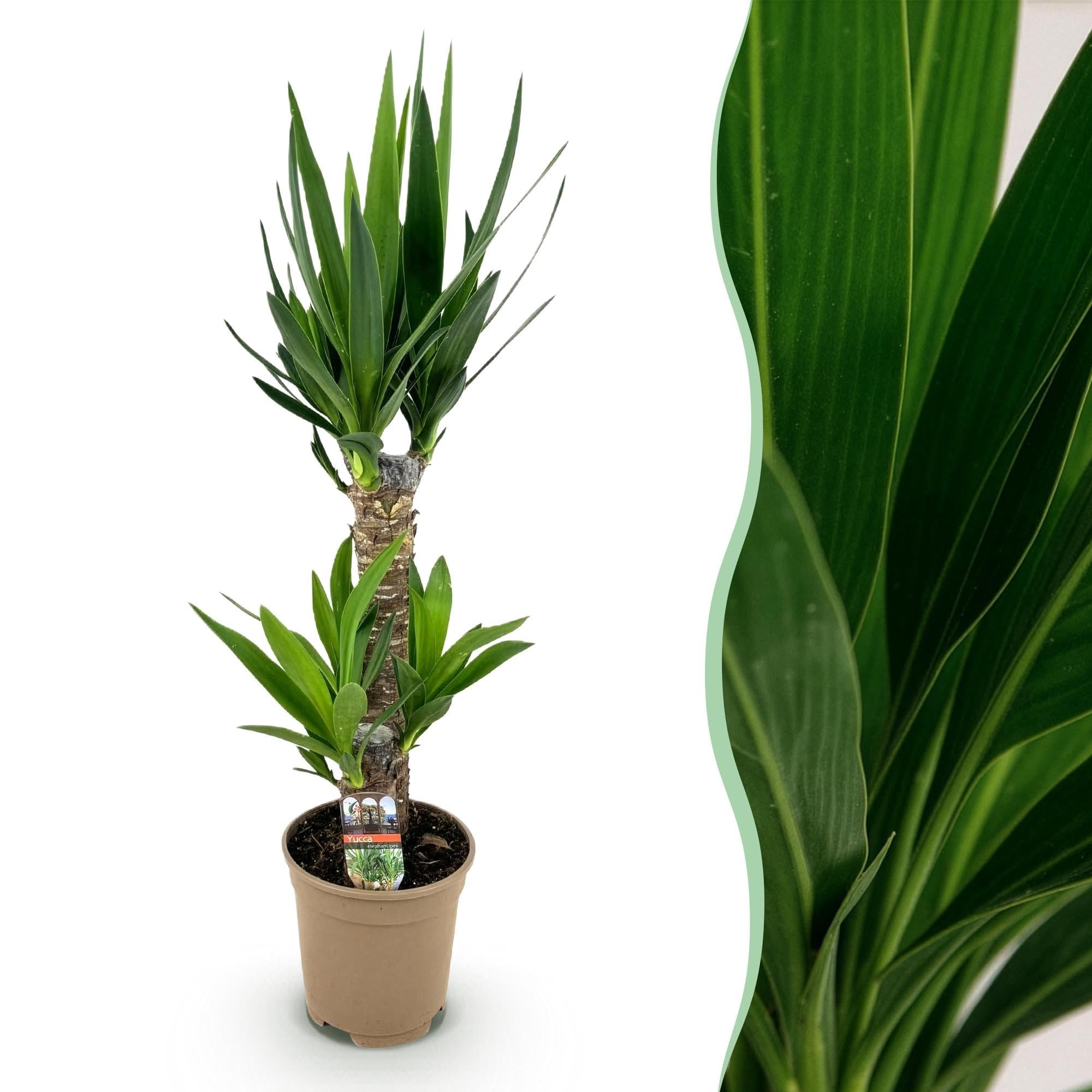 Giglio di palma Yucca Elephantipes – 75 cm – 17 cm – Giglio di palma facile da pulire con foglie verdi strette – Pianta robusta e purificante dell'aria per interni moderni