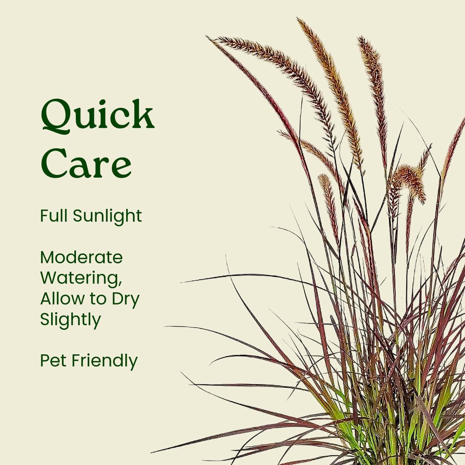 Ornamental Grasses (Red Fountain Grass, 1 Gallon/6" Nursery Pot)