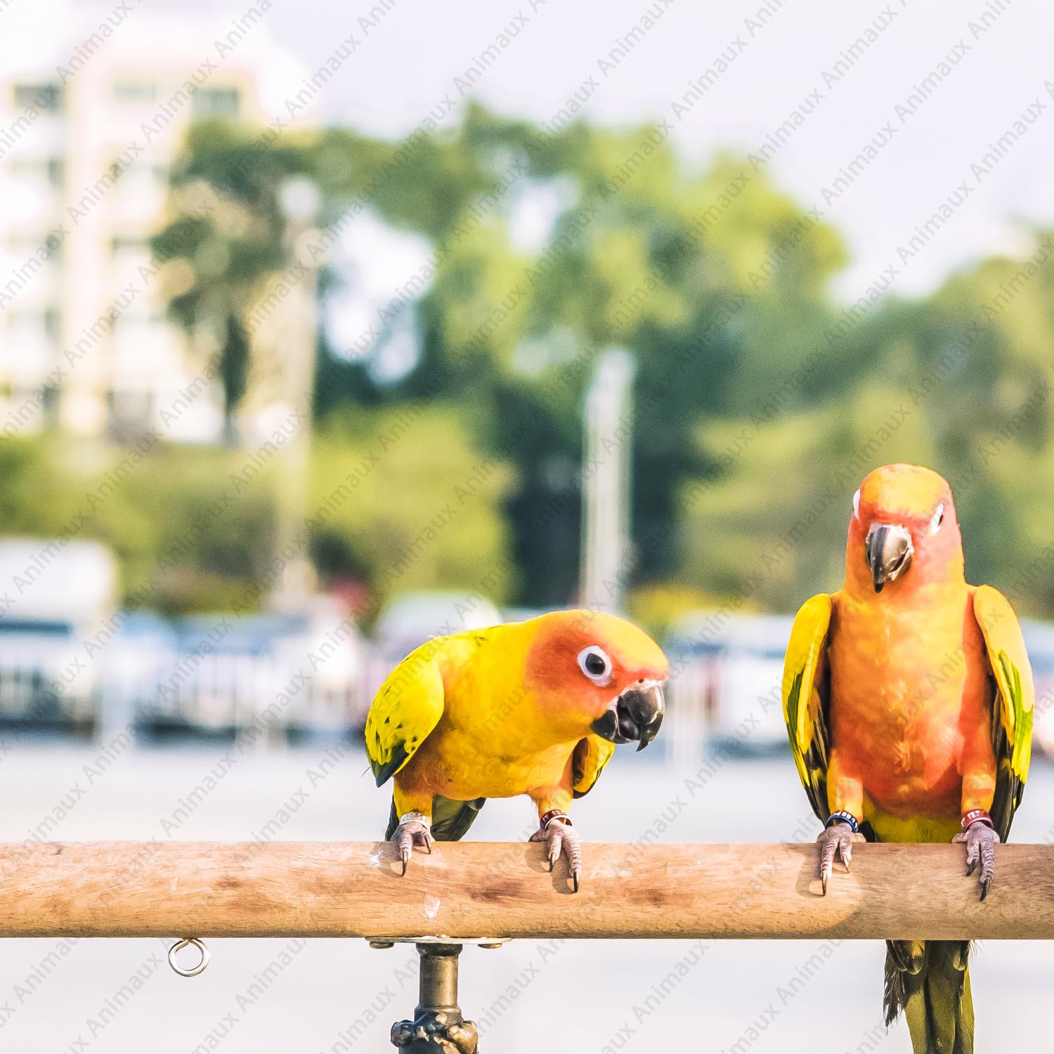 Animaux Wooden Bird Canary Budgie Cockatiel Parrot Perch 2 Pack (B0D6G9SQSC) Amazon Price History, Amazon Price Tracker