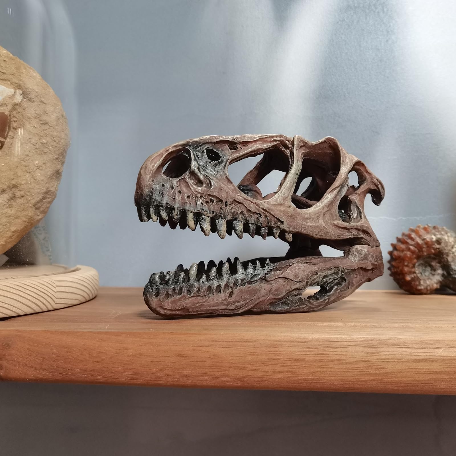Rzemiosło z żywicy Tyranozaur Rex czaszka skamieniałość dinozaur czaszka model, dinozaur ząb czaszka skamielina, rekwizyty fotograficzne narzędzie dydaktyczne