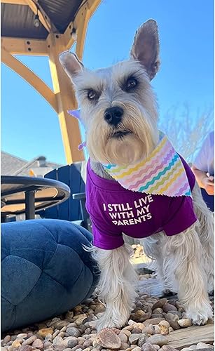 Miniatura 2 de Camisa de Bulldog Francés para Mascotas, Camisetas para Cachorros, Camiseta para Gatos, Trajes Transpirables y Elásticos, Talla Mediana