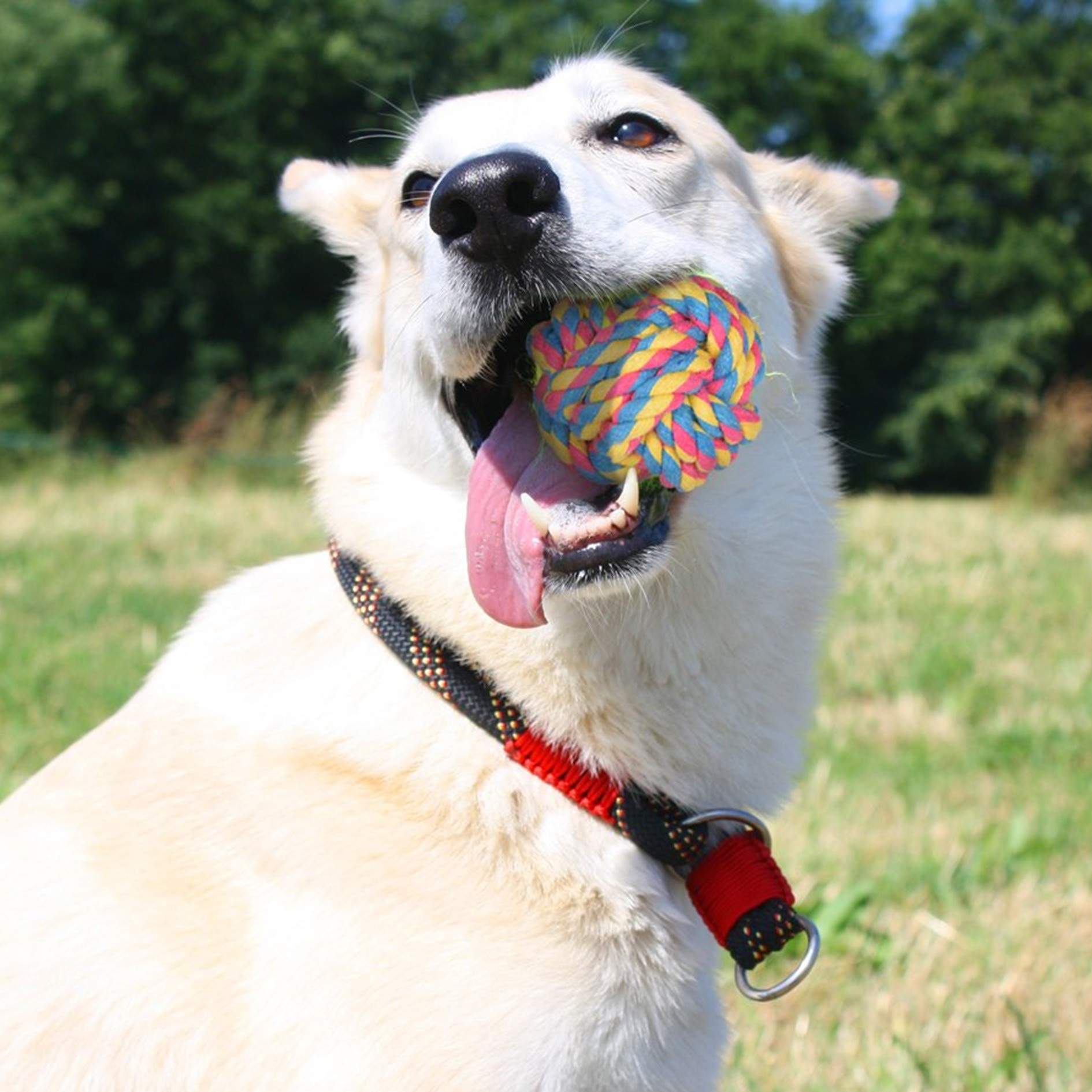 Dog Chew Toys for Puppy Chewers Interactive Tug Toys for Puppies Small Dogs