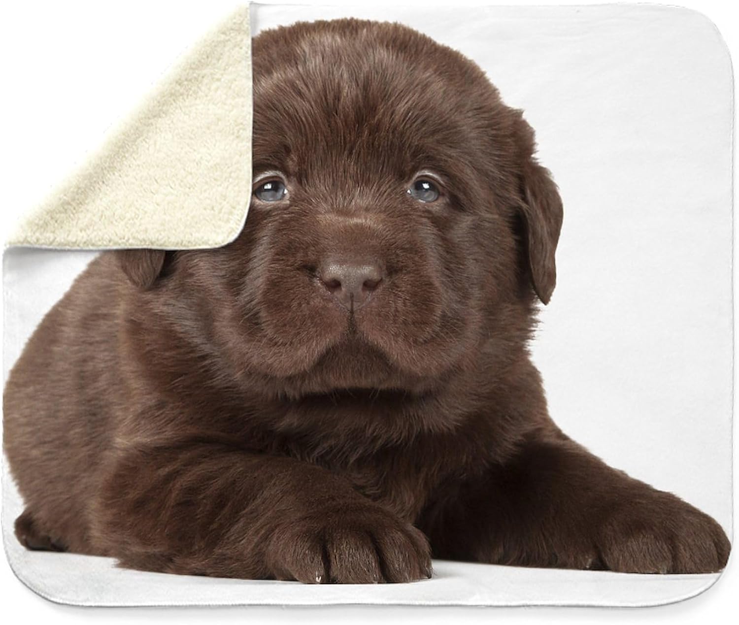 CafePress Chocolate Lab Puppy Sherpa Fleece Throw Blanket 60" L x 50" W