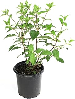 Hydrangea Sweet Starlight Shrub - Summer & Fall Blooming Live White and Pink Flowers for Gardens in 1 Gal Pot - 4-6’ x 4-5’ Flowering Shrubs w/Moderate Watering Needs (1 Count)