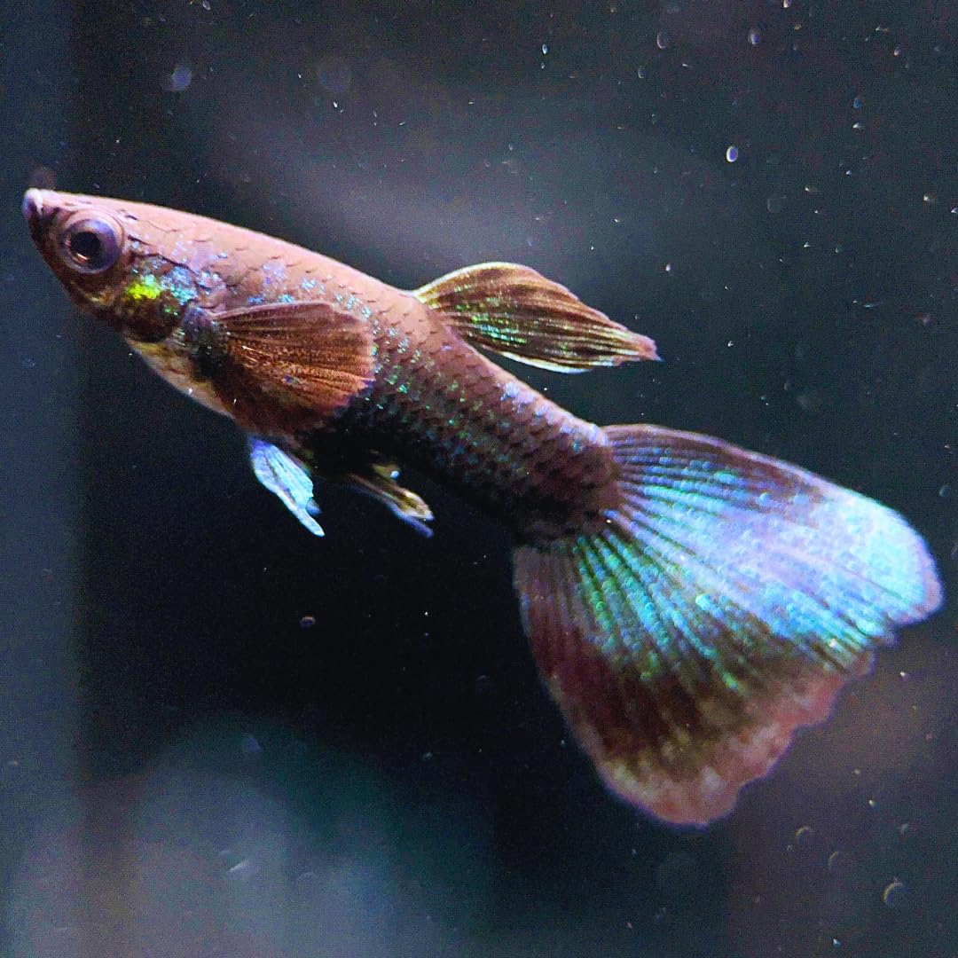 Amazon.com: Aquaticheavens: Catfish