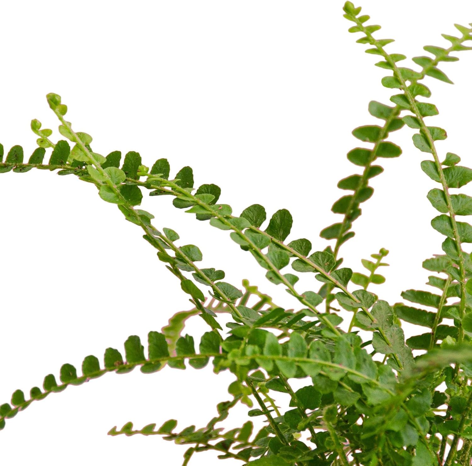 Fern 'Lemon Button' - 6" Pot in 6in Pot - Live Tropical Houseplant - Easy to Grow | Variegated | USA Growers | The Snobby Leaf