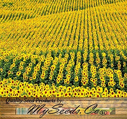 Miniatura 8 de MySeeds.Co - Semillas de girasol de 1 libra (más de 6,500 semillas) de girasol Sunny Sun Flower Crazy Mix, semillas sin OMG (1 libra Sunflower Crazy