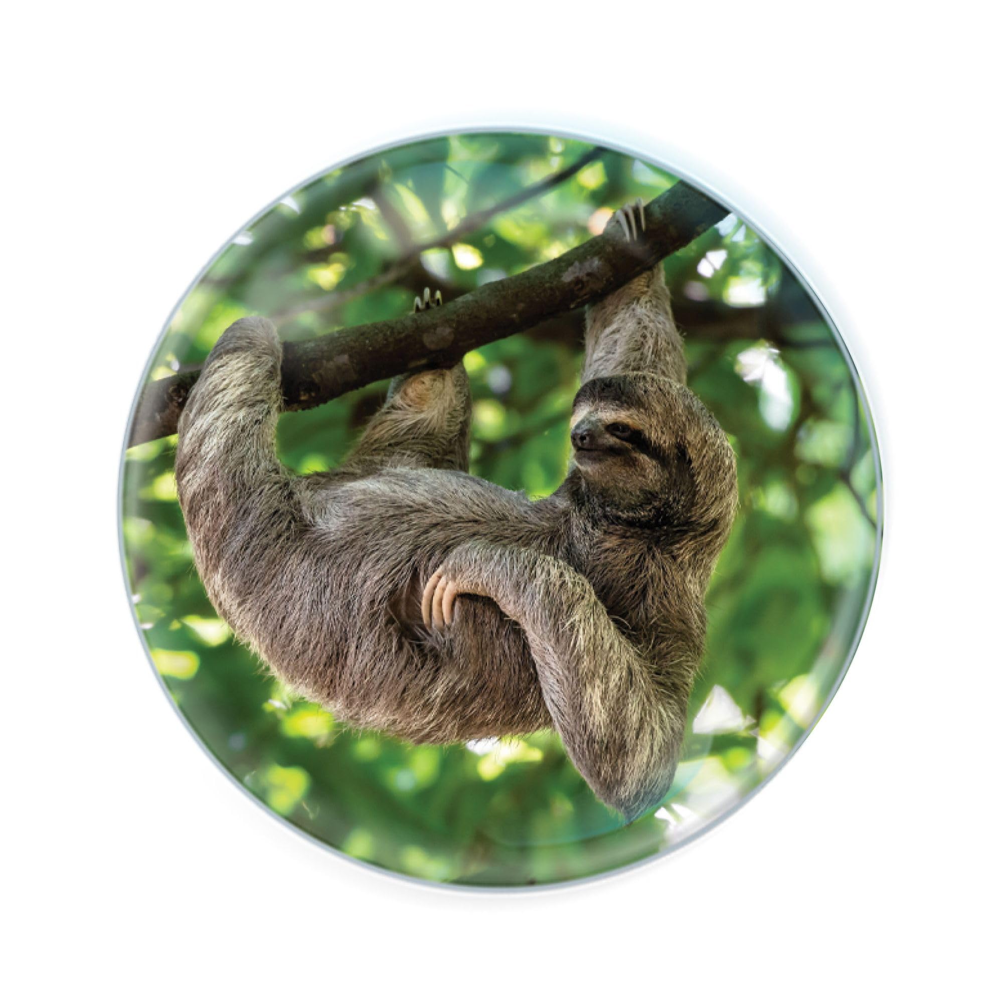 Deluxebase Multicolor Magnidome Sloth Fridge Magnet – Crystal Glass Dome Animal Magnets For Fridges, Decorative Strong Magnet For Kitchen Accessories, Novelty Gifts And Cute Home Decor.