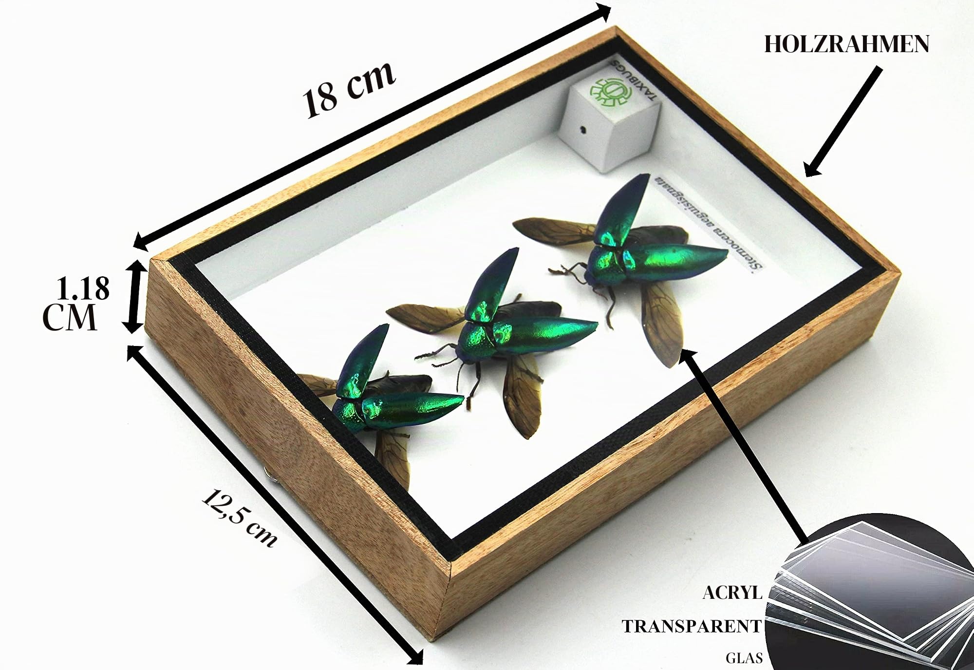3 Stück Authentic Jewel Beetles (Sternocera Aeguisignata) Open Wings Montiert Insekten Tiere Taxidermie in einem eleganten 3D Holzrahmen/Objektrahmen handgefertigt
