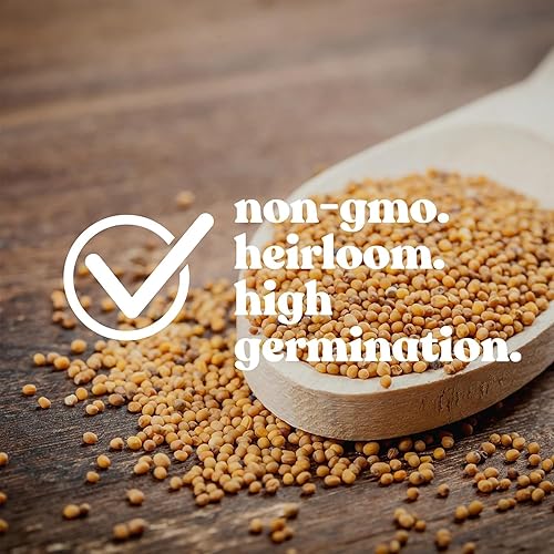 Miniatura 2 de Voodoo Sedum 25 Semillas - Sedum spurium - Cubierta de suelo perenne sin OMG - Suculenta tolerante a la sequía - 112 a 119 días - Cultivo de piedra