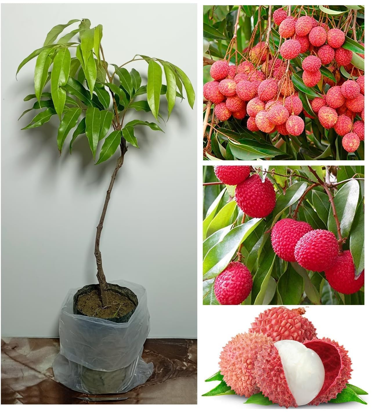Cloud Farm Thailand Litchi Plant Hybrid - All Seasons Dwarf Sweet Tropica Rare Exotic Air Layered Lychee Tree, Height 3-4 Feet, Fruit After 1 Year, Pack of 1 plant,CF_LN_14-image-33