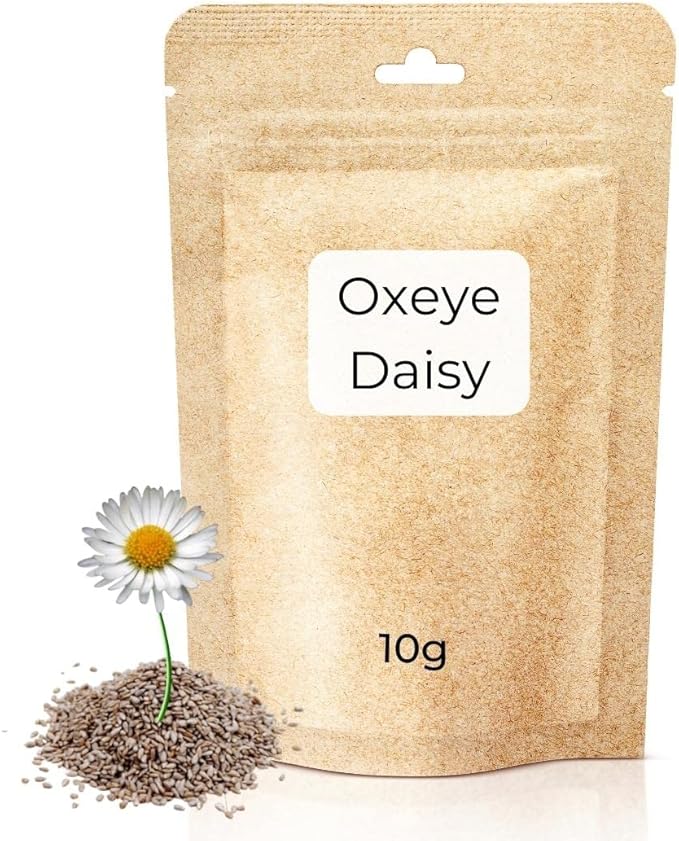 Oxeye Daisy Seeds Wild Flowers Seeds UK 10g / 30,000 Seeds to