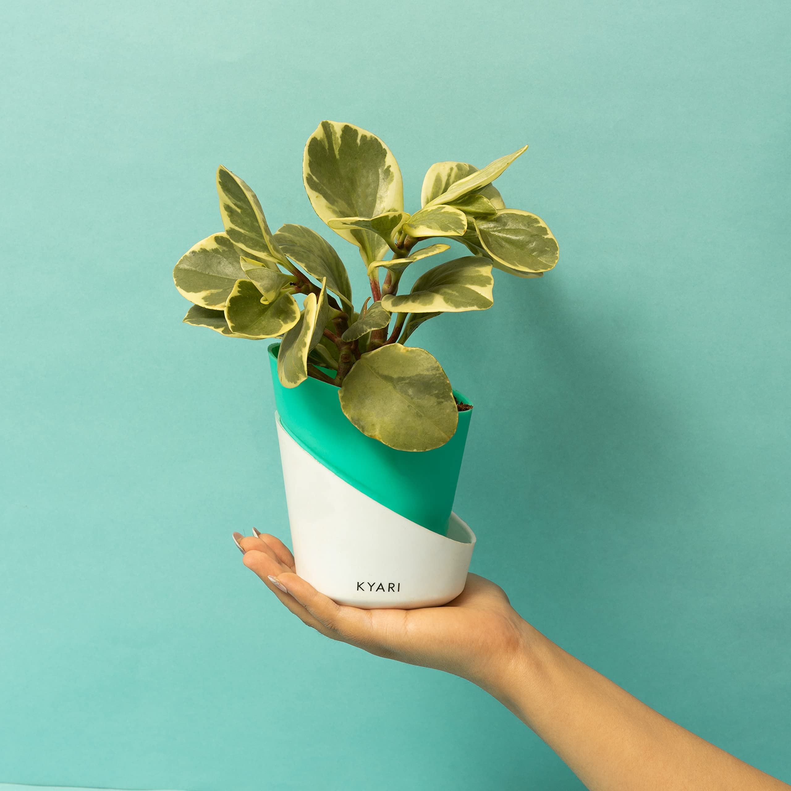 See full amazon price history chart for KYARI Pepperomia Variegated Indoor Plants for Living Room | Live Plants | Plants with Turkish Green Self Watering Pot for Home | Air purifier plants | Plants for Home Decor, Garden & bedroom KYARI Pepperomia Variegated Indoor Plants for Living Room | Live Plants | Plants with Turkish Green Self Watering Pot for Home | Air purifier plants | Plants for Home Decor, Garden & bedroom (B0C1KRQ4Y1) Amazon Price History, Amazon Price Tracker