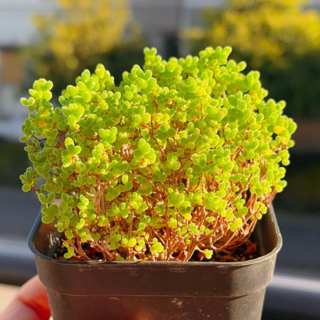 Amazon.co.jp: ドロサンテマム 蜜橘 特大サイズ 9cm鉢 抜き苗 多肉植物