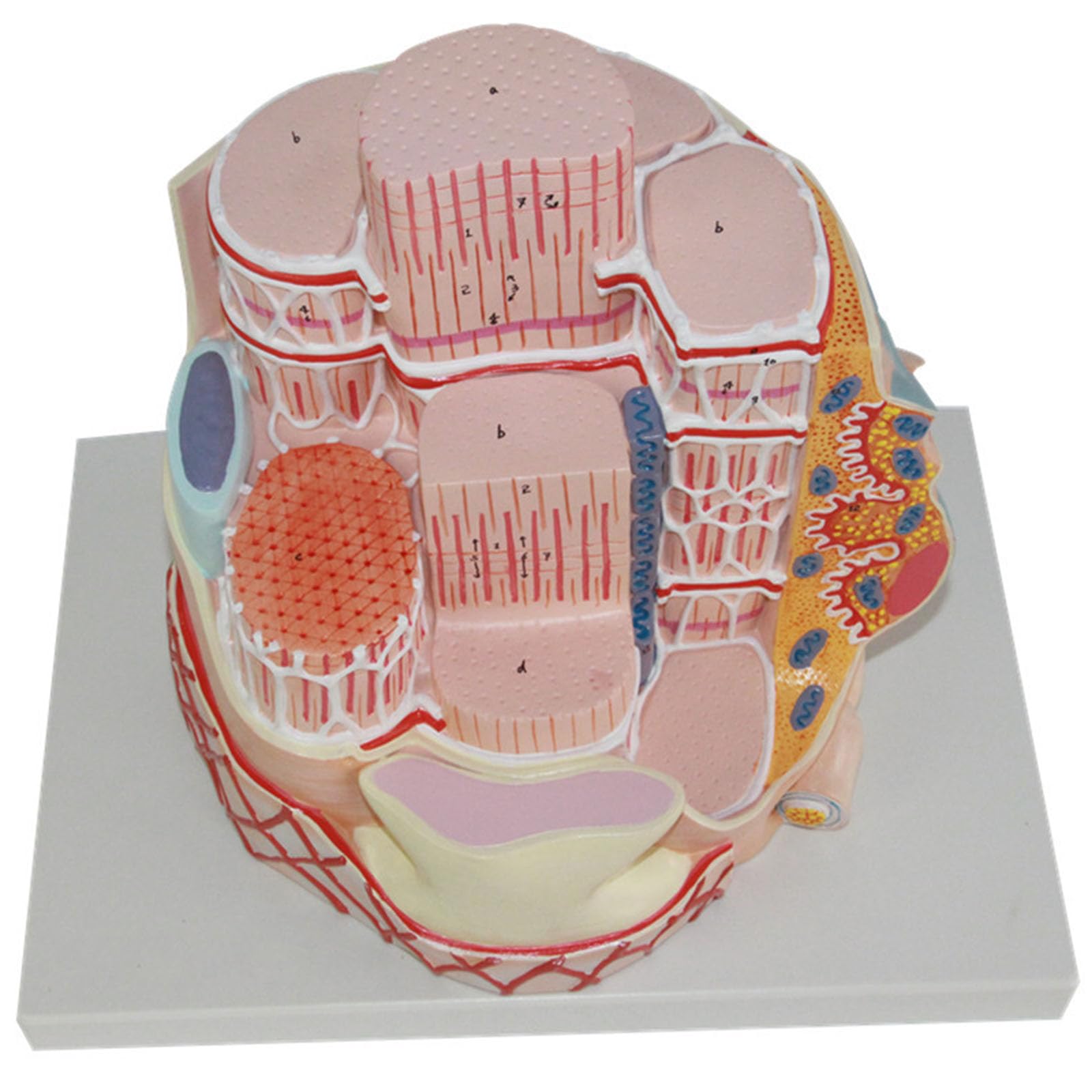 Modello Anatomico Microscopico Fibra Muscolare Scheletrica Umana Miofibrilla Sarcomero Capillare Replica Per Biologia Riabilitazione Sportiva Studente Microstruttura Aula Didattica,Skeletal muscle a