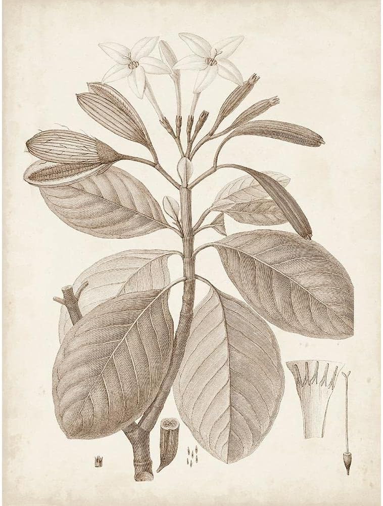 ArtDirect Antique Sepia Botanicals VIII 11x14 UnFramed Art