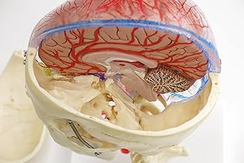 Amazon.co.jp: 頭蓋骨の内側・外側を忠実に再現した頭蓋骨模型の最上級