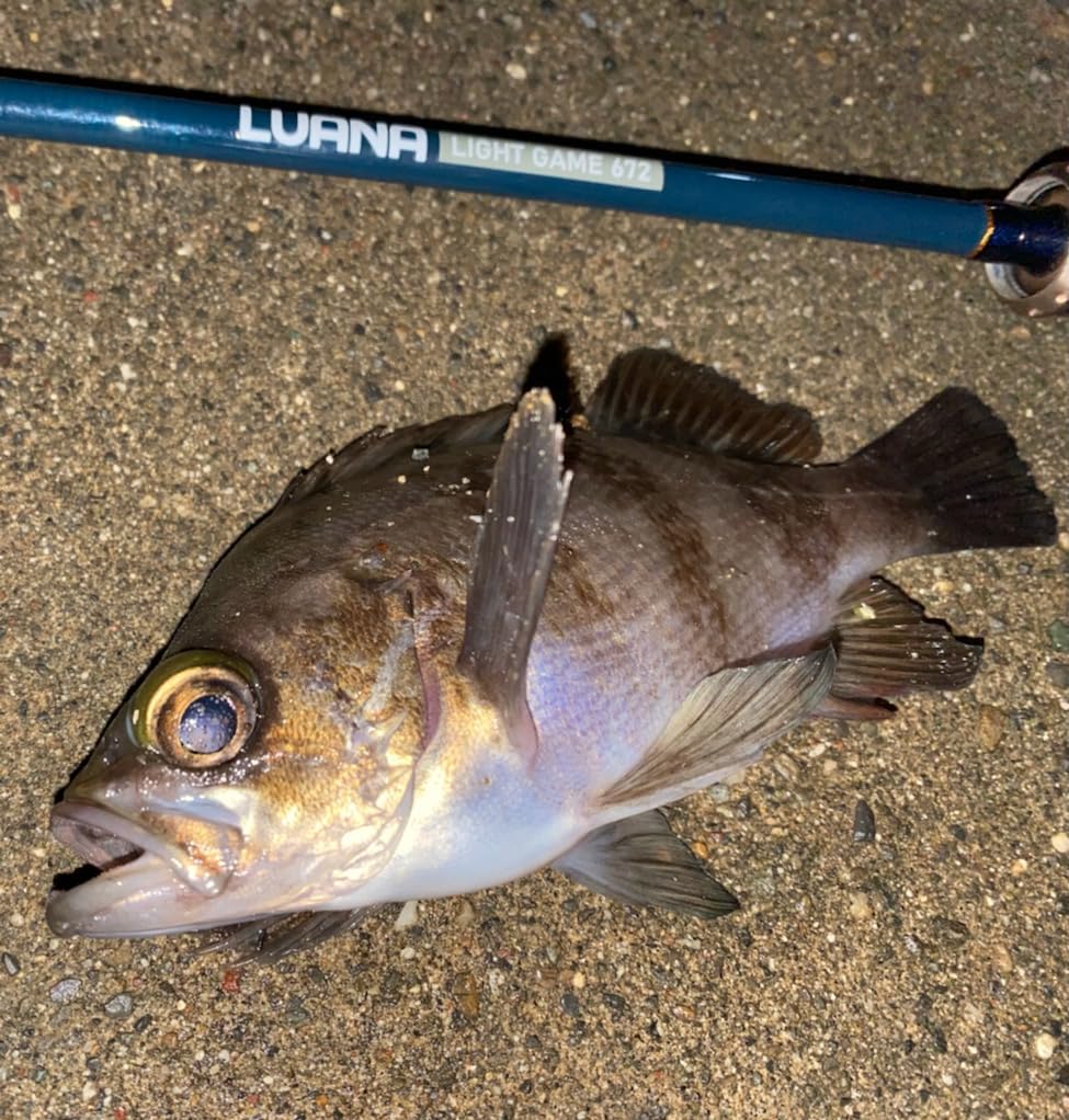 Amazon | Tsulino LUANA LIGHT GAME 672【ライトソルトゲーム用2ピース