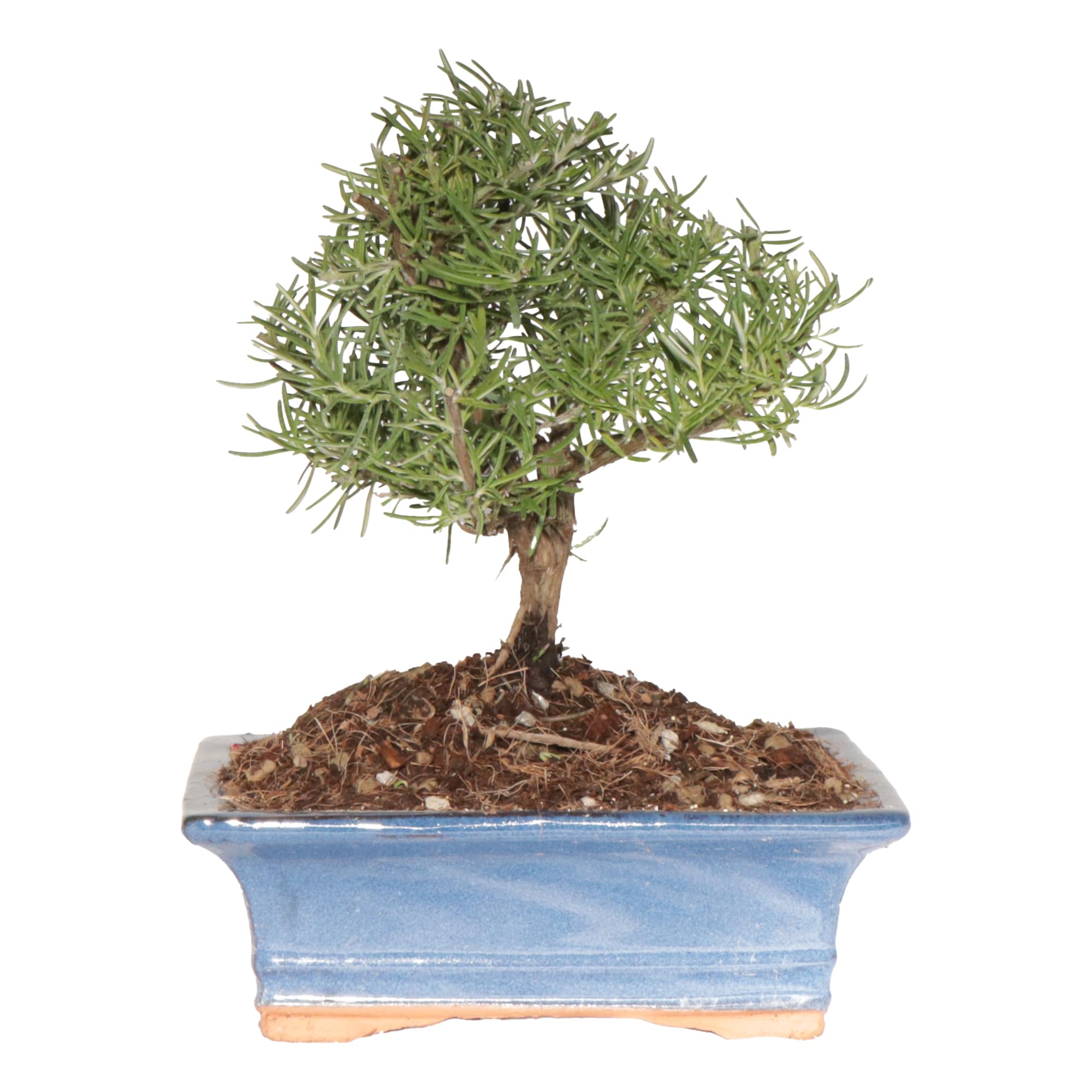 Kentis Bonsaï Romarin Rosmarinus Officinalis Vraie Bonsaï Ornemental d'Extérieur Vraies Plantes Aromatiques H 23-30 cm Pot Ø 19 cm