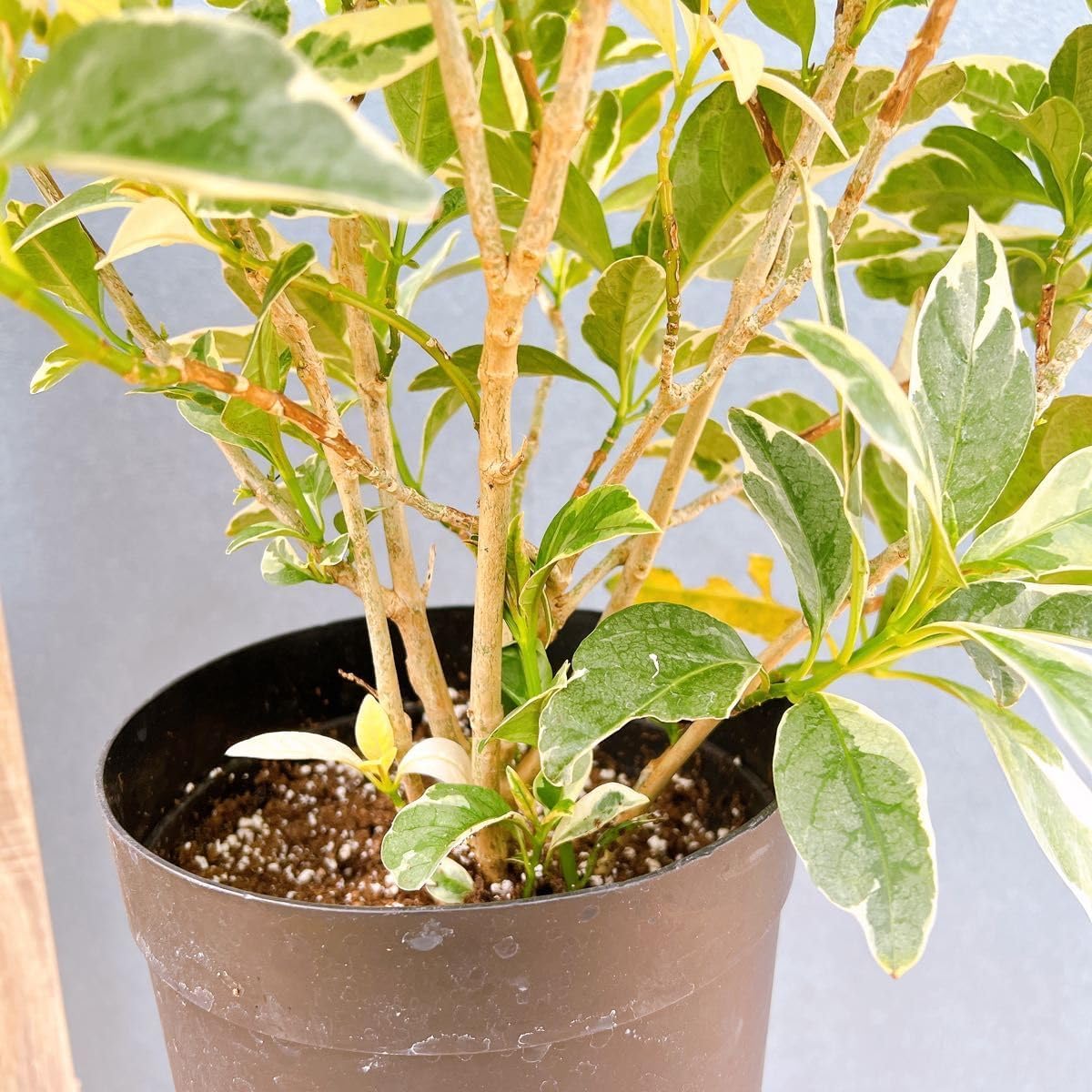 現品 プセウドランセマム 斑入り 1番 常緑樹 おしゃれ 屋外 カラーリーフ 綺麗 珍しい インテリアグリーン