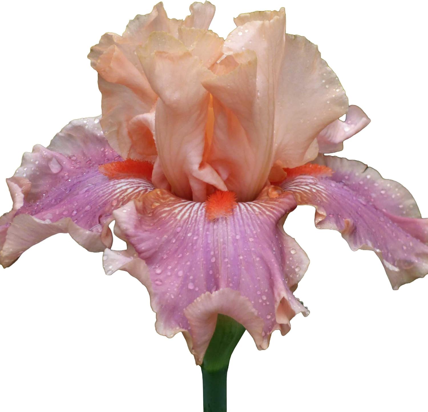 Entitled Bearded Iris Plant Potted, Fragrant Peach and Pink Ruffled Flowers, Stargazer Perennials