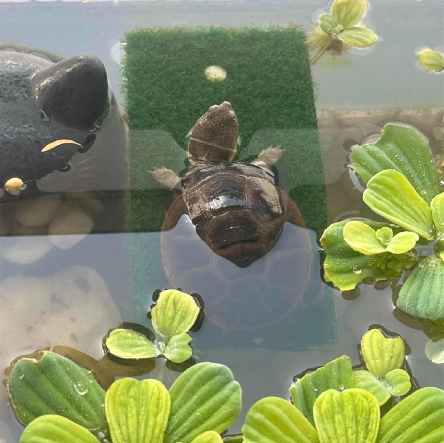 Turtle Pond Accessories Turtle Basking Platform - Floating Dock With ...