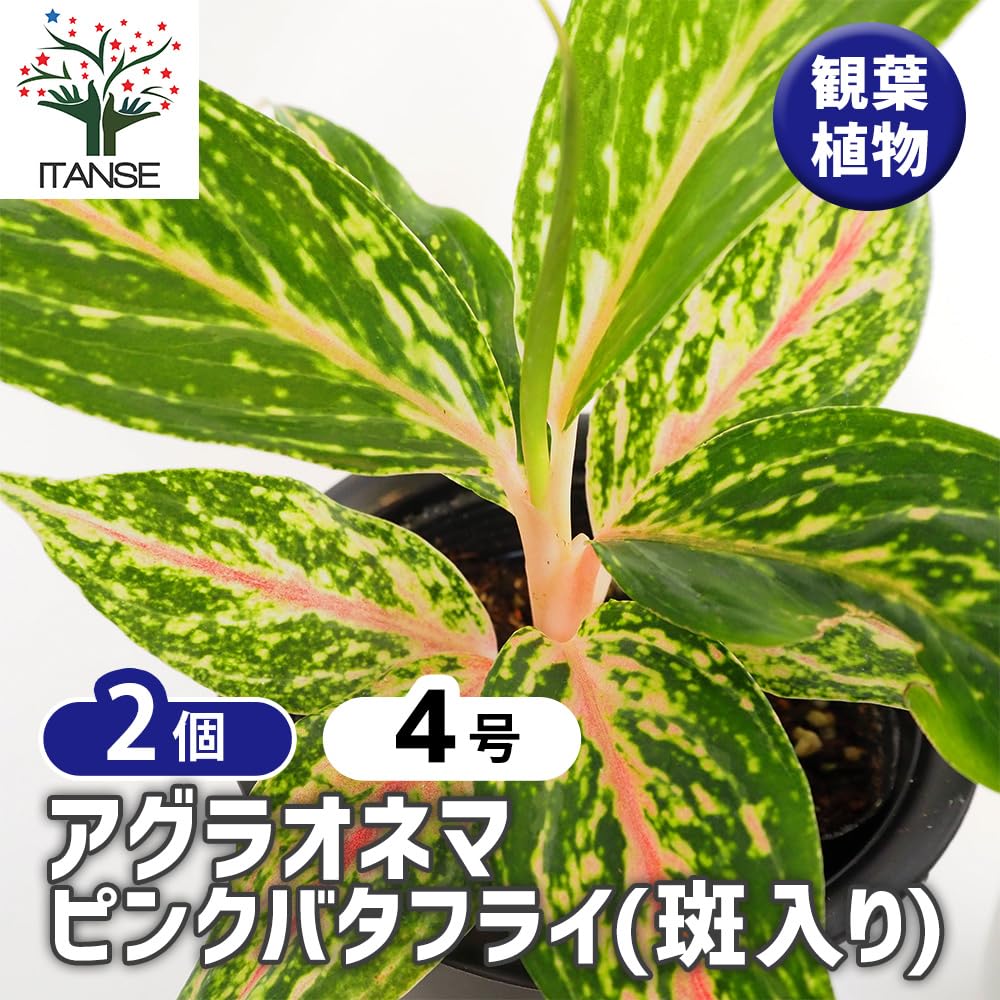 Amazon.co.jp: ITANSE アグラオネマ ピンクバタフライ 斑入り 4